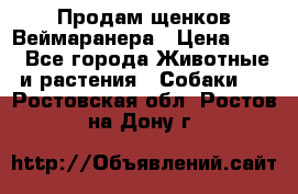 Продам щенков Веймаранера › Цена ­ 30 - Все города Животные и растения » Собаки   . Ростовская обл.,Ростов-на-Дону г.